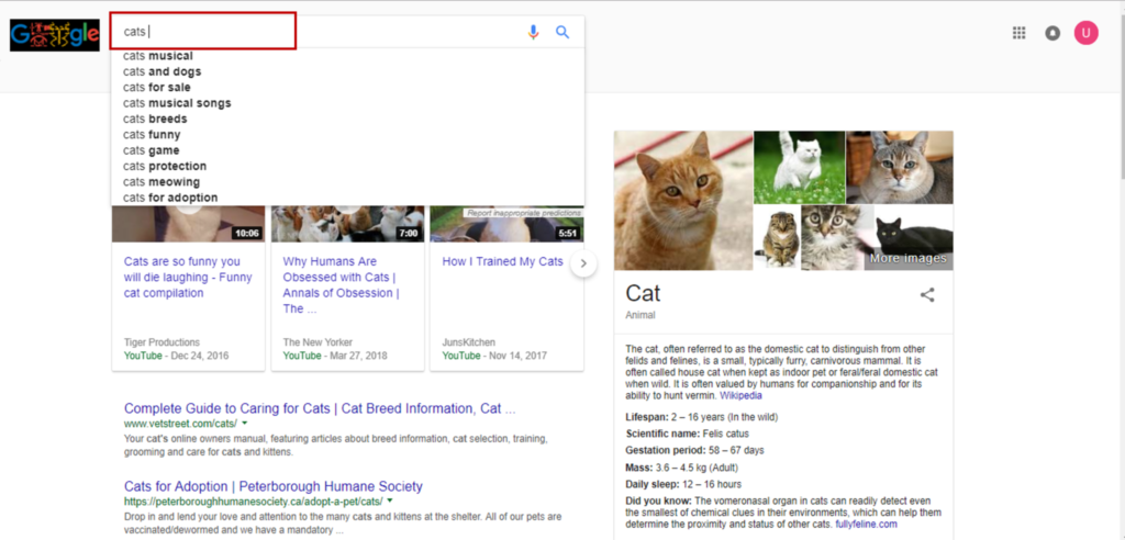 google cat