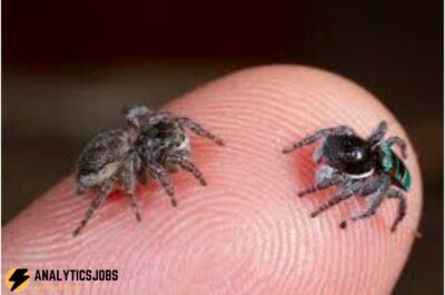 Replicating Nature: Researchers have invented a Depth Sensor inspired by Spiders.