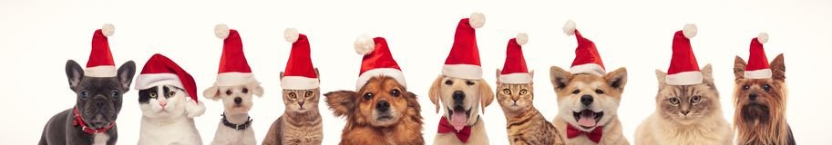 many cats dogs wearing santa claus hats christmas many cats dogs wearing santa claus hats christmas white 163610687